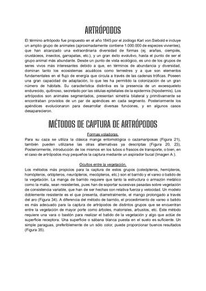 Metodo De Coleccion De Coleopteros