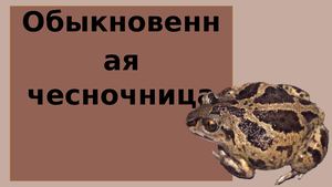 Обыкновенная чесночница.