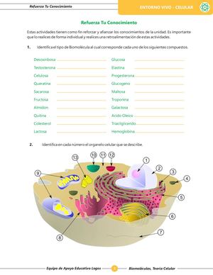 Taller Módulo 1 Biomoléculas, Organelos Celulares Y Transporte Celular