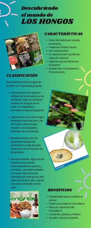Los Hongos (2) Merged