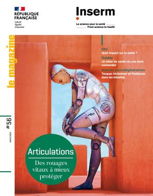 Articulations : Des rouages vitaux à mieux protéger - Inserm, le magazine n°56