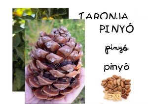 Els Fruits De La Tardor