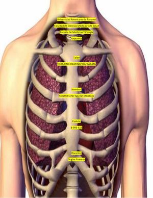 Taller Toìrax Mediastino Diafragma (1)