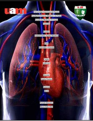 Taller Corazon Y Pericardio
