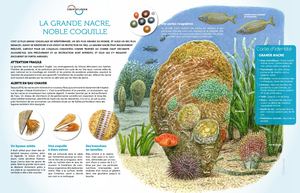 PORT CROS#27 COUP DE LOUPE