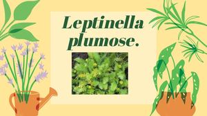 Plantas foráneas invaden la Antartida