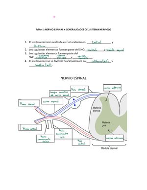 Taller De Sistema Nervioso Docx 1