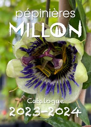 Catalogue Millon 2023 Web