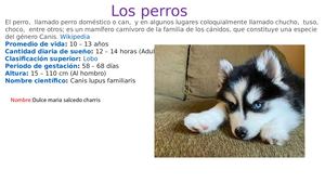 los perros y las razas
