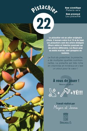 22-Pistachier