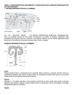 CARACTERÍSTICAS ANATÓMICAS Y FISIOLÓGICAS DEL APARATO REPRODUCTIVO DE LOS PORCINOS
