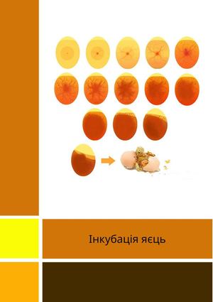 Інкубація яєць