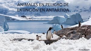 Animales En Peligro De Extinciòn En Antartida Micaela Biscayart
