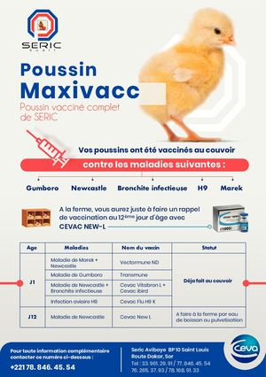 Flyers Poussin Maxivacc