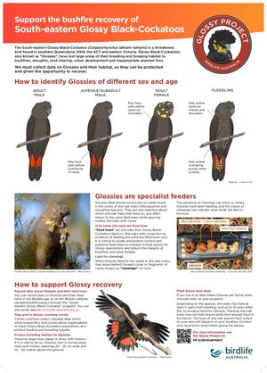 Poster Glossy Black Cockatoos HR