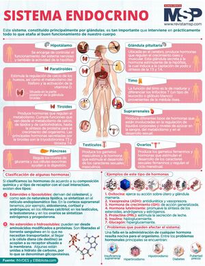 Infografía Sistema Endocrino