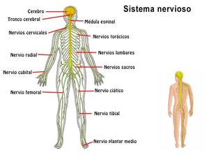 Anatomia Y Fisiologia Del Sistema Nervioso
