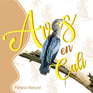 Aves Cali Para Issu