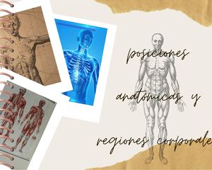 Posiciones Anatómicas Y Regiones Corporales