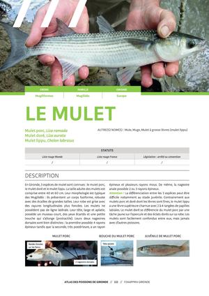 Mule , muge ou Mulet porc