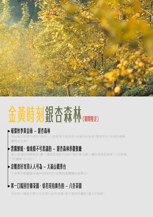 金黃時刻銀杏森林（期間限定）