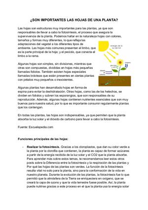 Sistema De Hoja - ciencias naturales