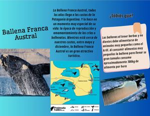 Triptico Ballena Franca Austral