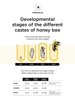 Honeybee Life Cycle