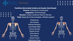 Huesos De La Cintura Escapular Y Miembro Superior (1)