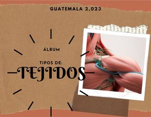 Álbum De Tejidos