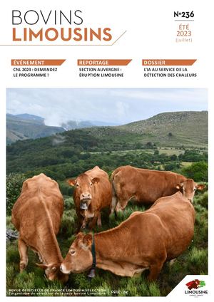 Bovins Limousins 236 / Extrait