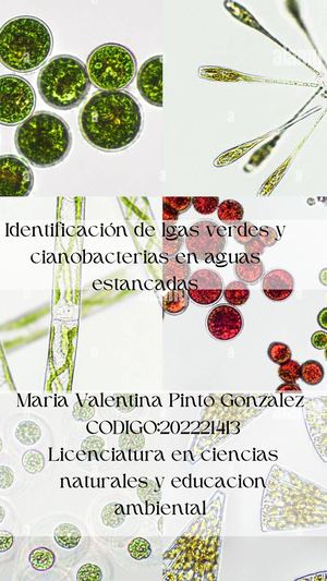Laboratorio 1 Identificación de lgas verdes y cianobacterias en aguas estancadas