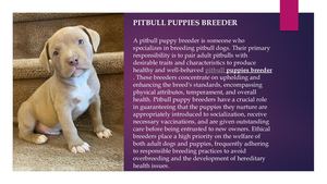 Pitbull Puppies Breeder