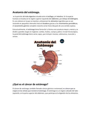 Anatomía Del Estomago