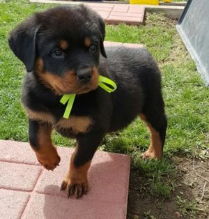 Rottweiler Puppies For Sale German blood line Online In Wisconsin, USA