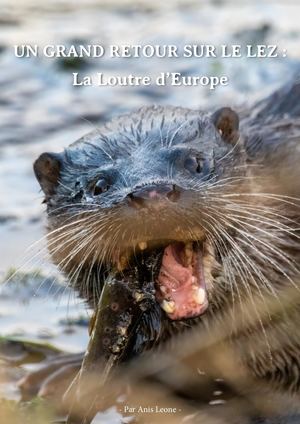 Un grand retour sur le Lez : La Loutre d'Europe