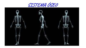Sistema ÓSeo