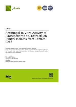 Antifungal In Vitro Activity of Phoradendron sp. Extracts on Fungal Isolates from Tomato Crop