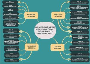 Mapa Mental Embrio