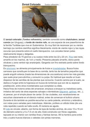 Zorzal Para Elaborar Descripción