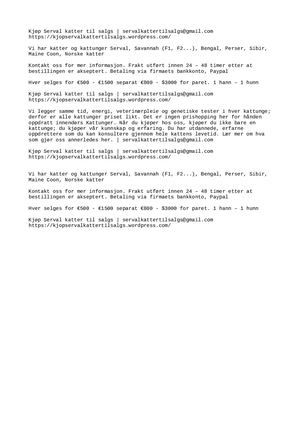 Serval katter til salgs | servalkattertilsalgs@gmail.com
