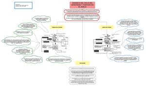 Mapa Conceptual De Ciclos Biogeoquimicos