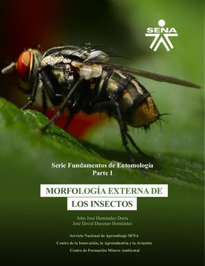 Fundamentos De Entomología Morfología De Insectos