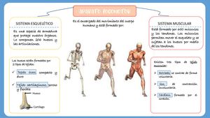 Resumen Aparato Locomotor