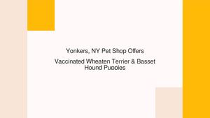 Yonkers, NY Pet Shop Offers Vaccinated Wheaten Terrier & Basset Hound Puppies