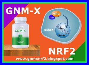 GNM-X Y NRF2