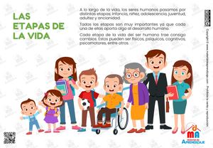 Las Etapas De La Vida
