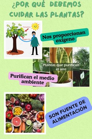 Cuidado De Las Plantas Pdf