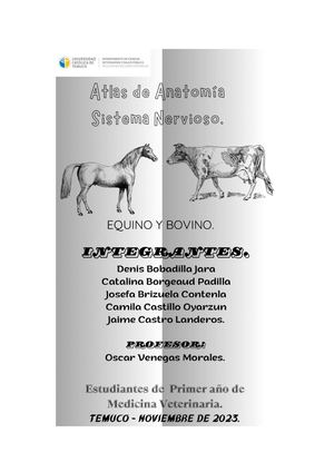 Atlas sistema nervioso de miembros torácicos y pélvicos de bovino y equino