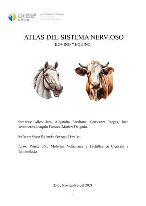 Atlas Sistema Nervioso Bovino Y Equino